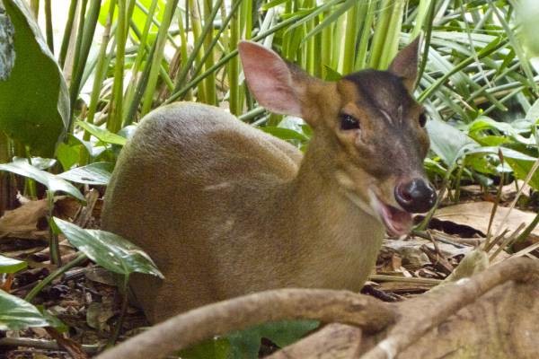 Ontario Men Risk Own Safety To Rescue Deer Trapped In Ice