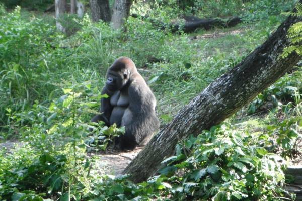 Pam Golding distances itself from former realtor’s post comparing Zuma to a gorilla