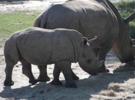 Western Black rhino is officially extinct and the Northern White and the Javan rhinos will follow unless something is done, conservationists warn