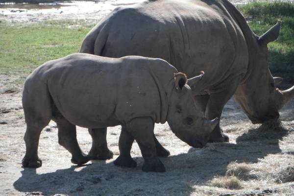 Western Black rhino is officially extinct and the Northern White and the Javan rhinos will follow unless something is done, conservationists warn