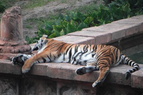 Zoo decides not to put down tiger that killed keeper